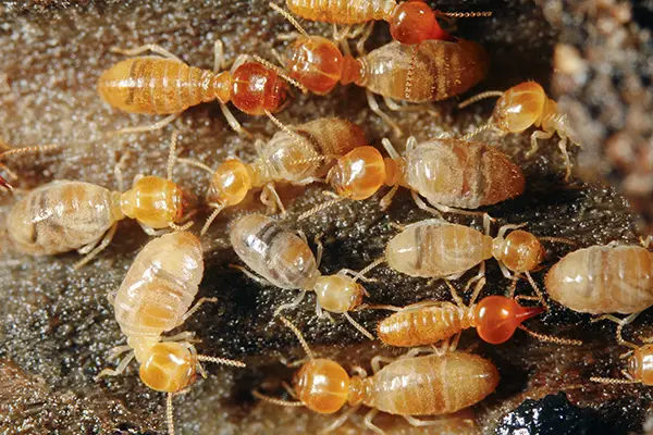 Termite